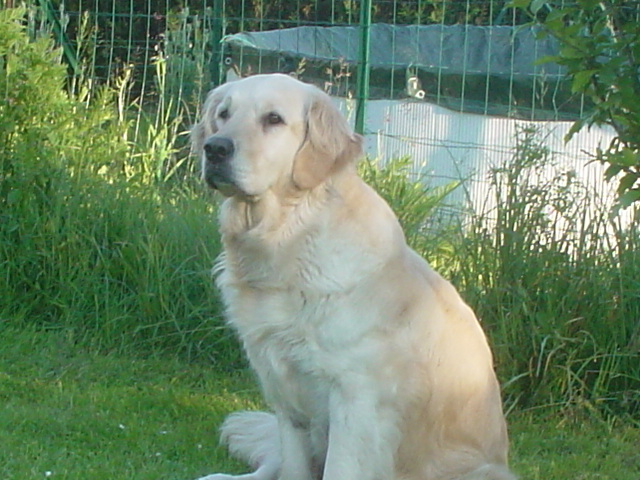 Ubéllia