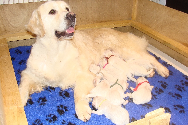 Chiot Golden Retriever des Floralies du Winckelhof