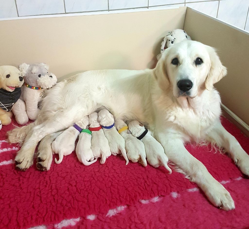 Chiot Golden Retriever des Floralies du Winckelhof