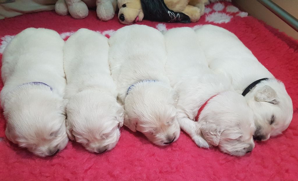 des Floralies du Winckelhof - Chiots disponibles - Golden Retriever